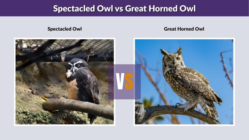 Spectacled Owl vs Great Horned Owl
