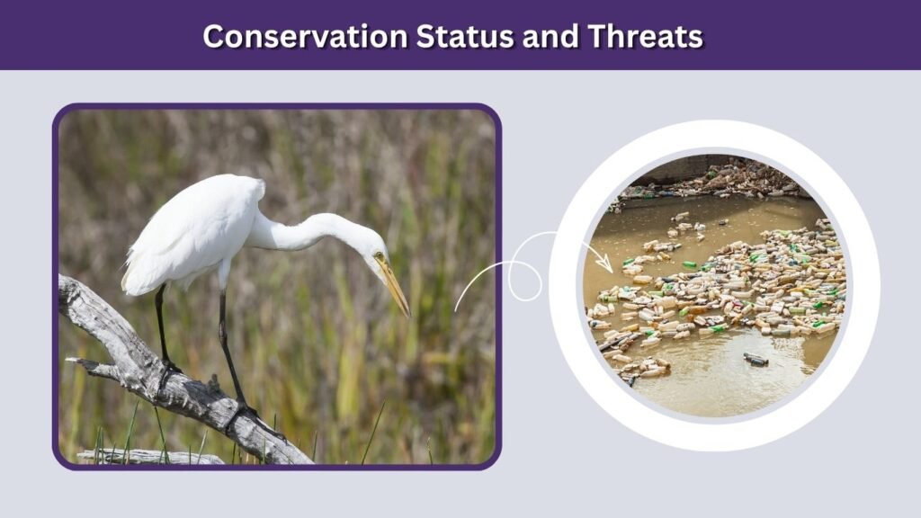 Conservation Status and Threats