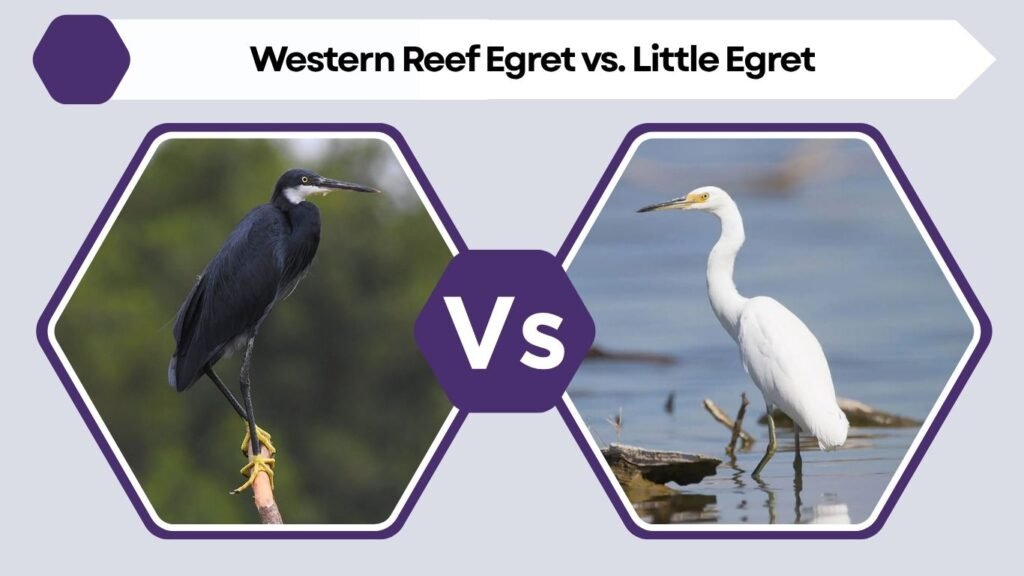 Western Reef Egret vs. Little Egret