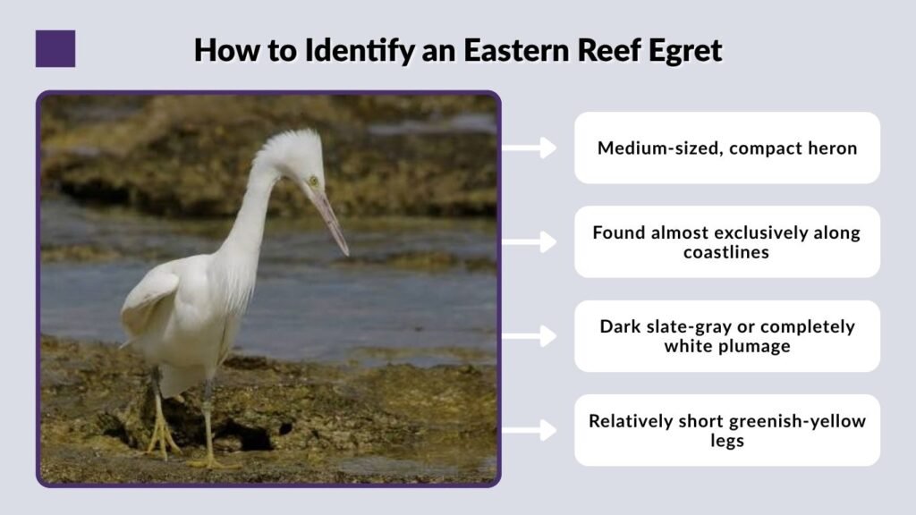 How to Identify an Eastern Reef Egret