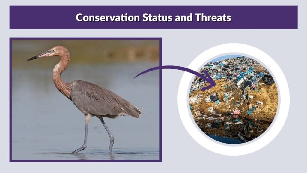 Conservation Status and Threats