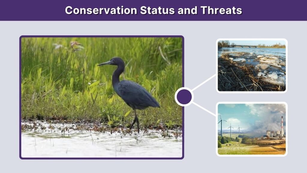 Conservation Status and Threats