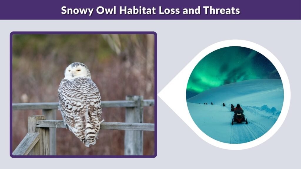 Snowy Owl Habitat Loss and Threats