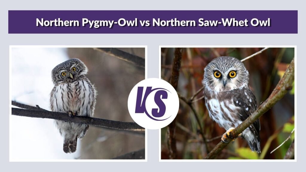 Northern Pygmy-Owl vs Northern Saw-Whet Owl