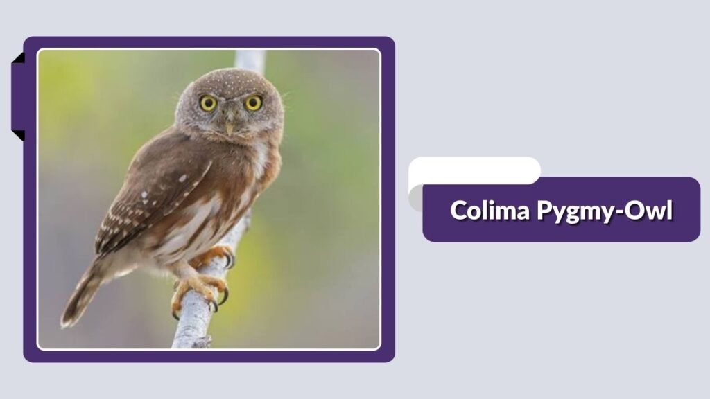 Colima Pygmy-Owl