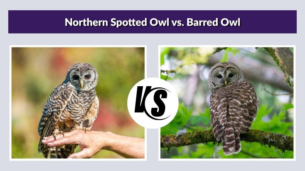 Northern Spotted Owl vs. Barred Owl