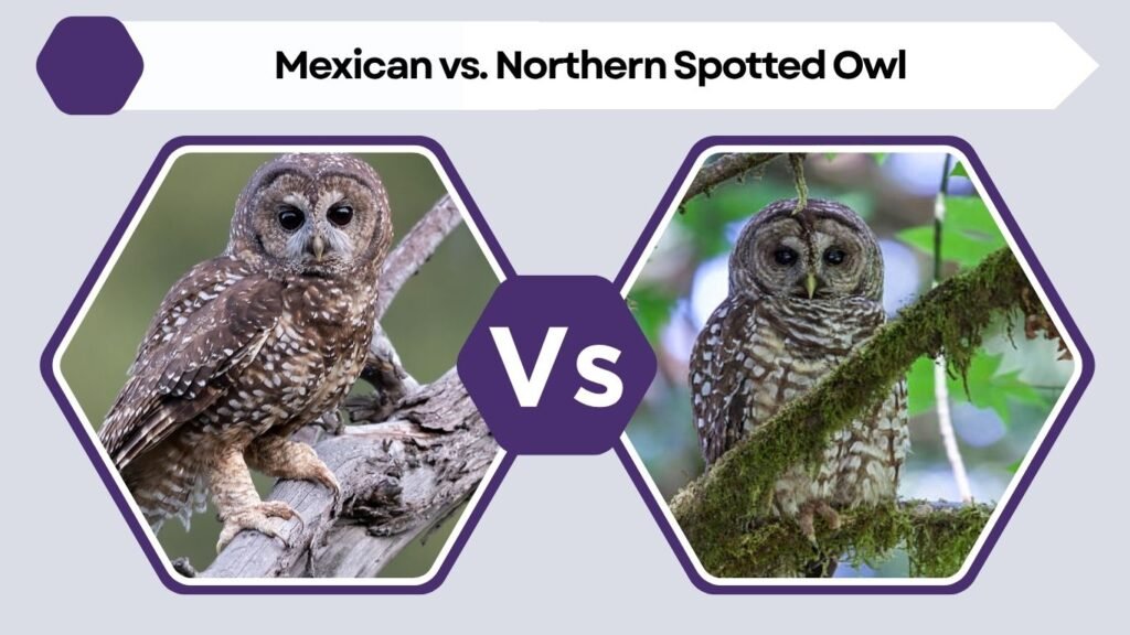 Mexican vs. Northern Spotted Owl