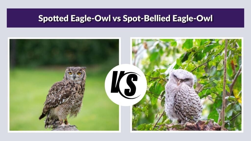 Spotted Eagle-Owl vs Spot-Bellied Eagle-Owl