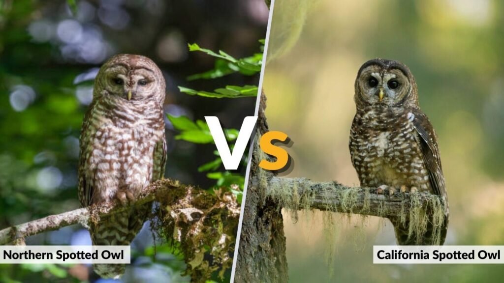 Northern Spotted Owl vs California Spotted Owl