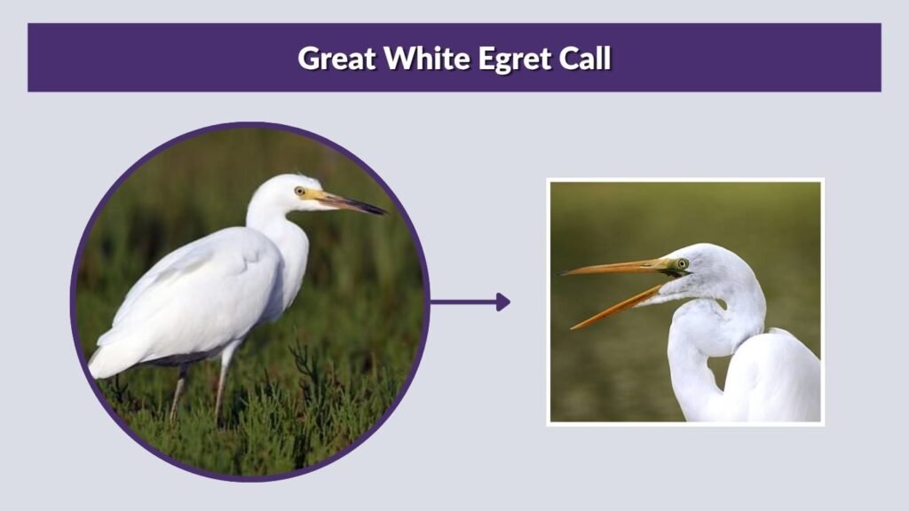 Great White Egret Call