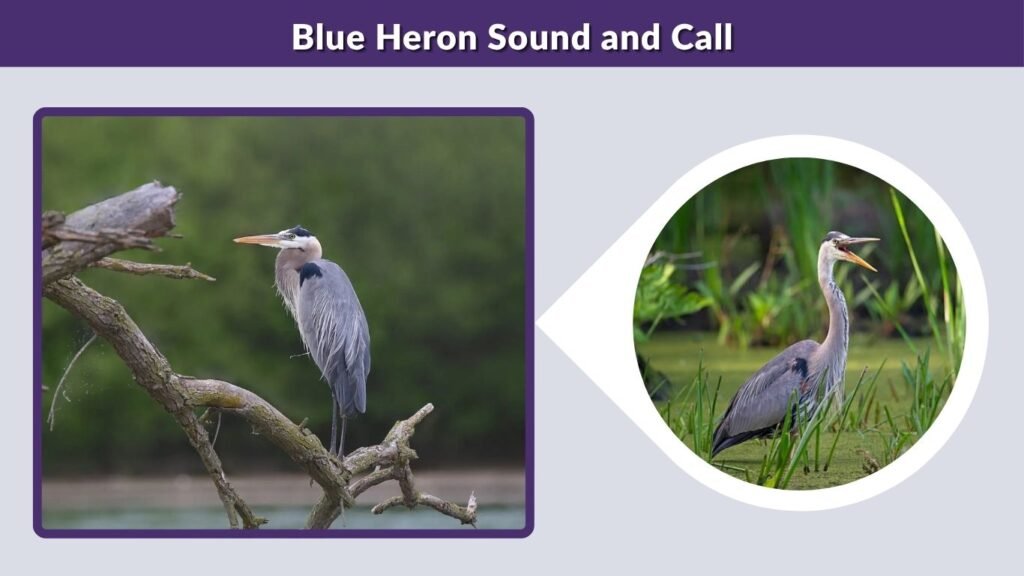 Blue Heron Sound and Call