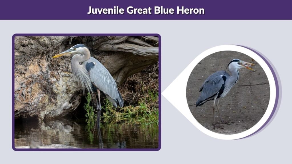 Juvenile Great Blue Heron