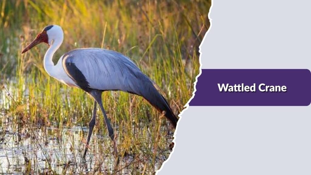 Wattled Crane