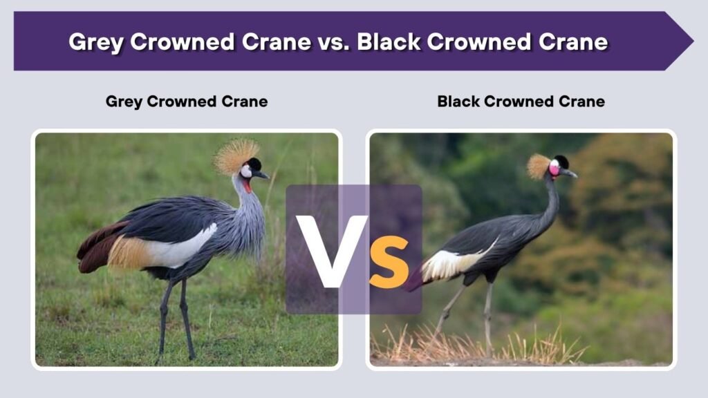 Grey Crowned Crane vs. Black Crowned Crane