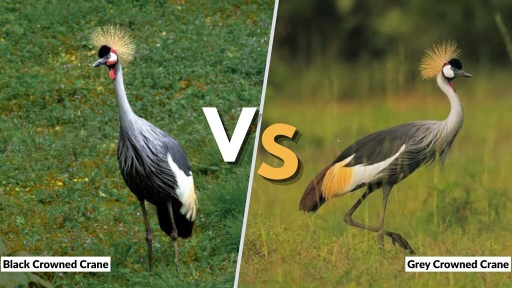 Black Crowned Crane vs. Grey Crowned Crane