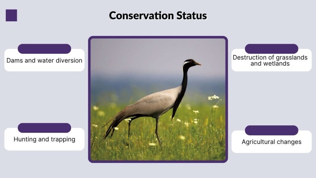 Conservation Status