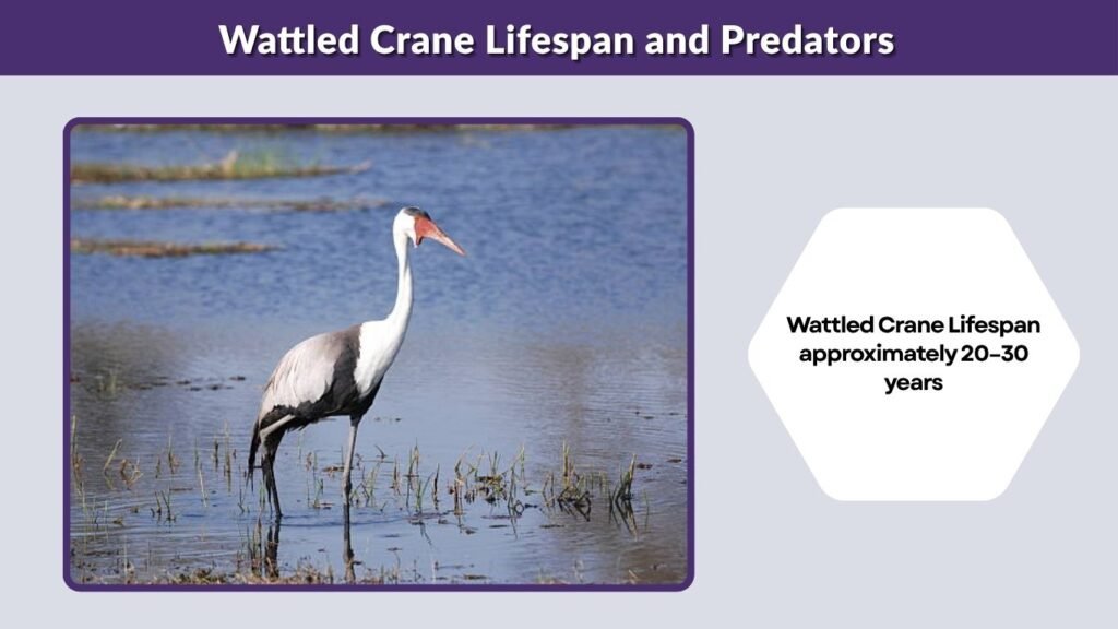 Wattled Crane Lifespan and Predators
