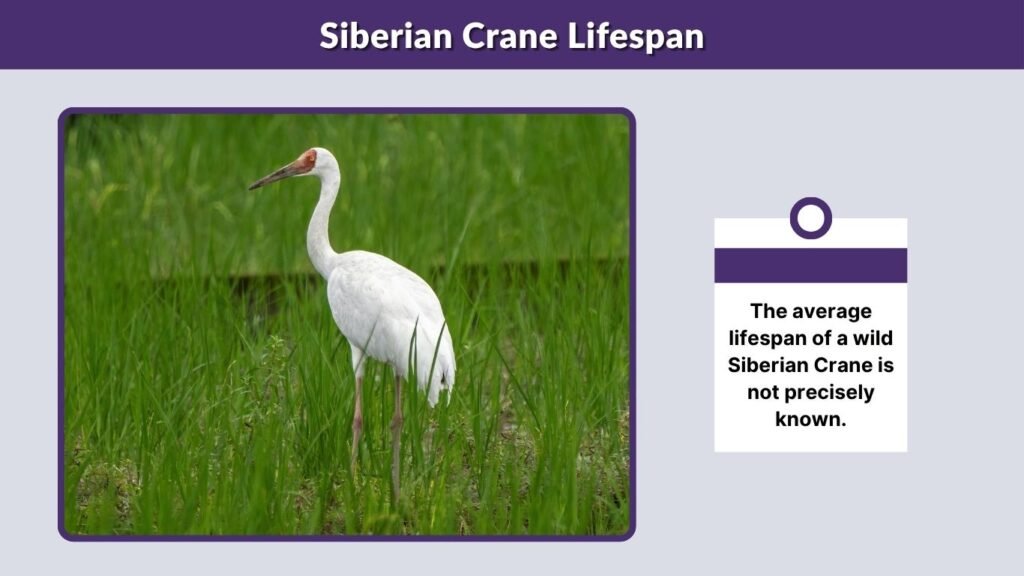 Siberian Crane Lifespan
