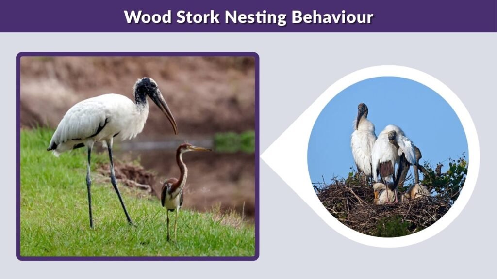 Wood Stork Nesting Behaviour