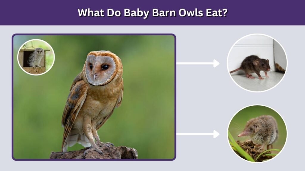 What Do Baby Barn Owls Eat?