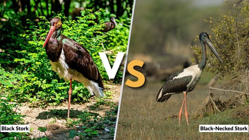 Black Stork vs Black-Necked Stork