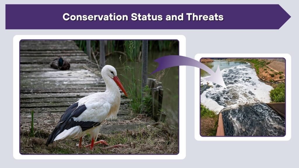 Conservation Status and Threats