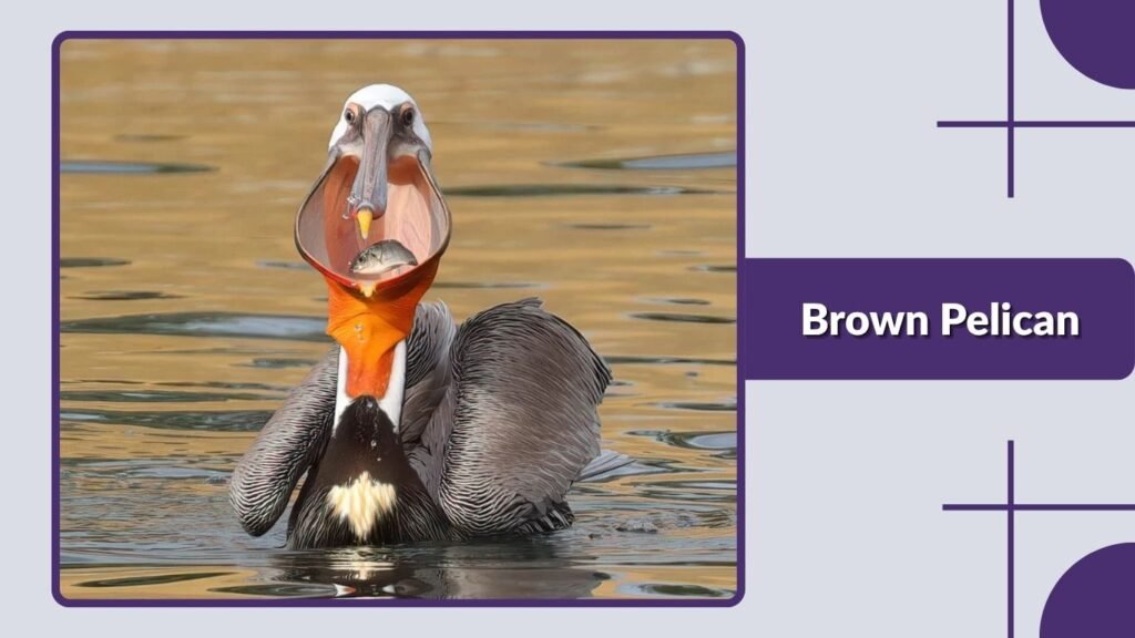 Brown Pelican
