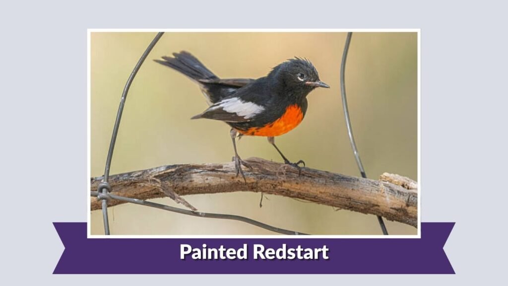 Painted Redstart