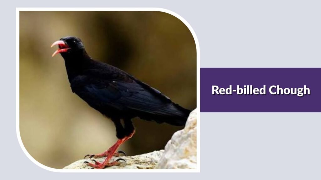 Red-billed Chough