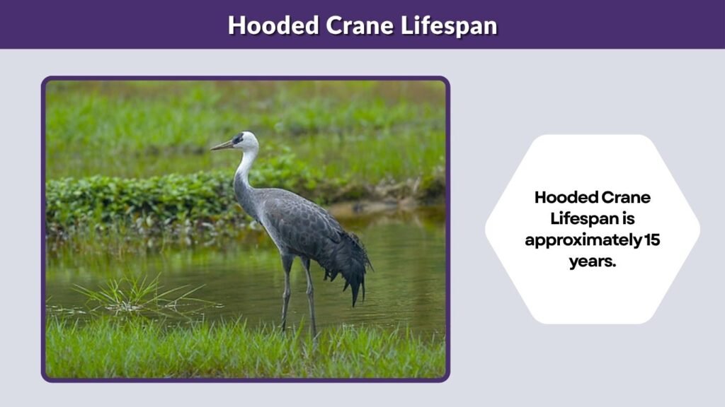 Hooded Crane Lifespan