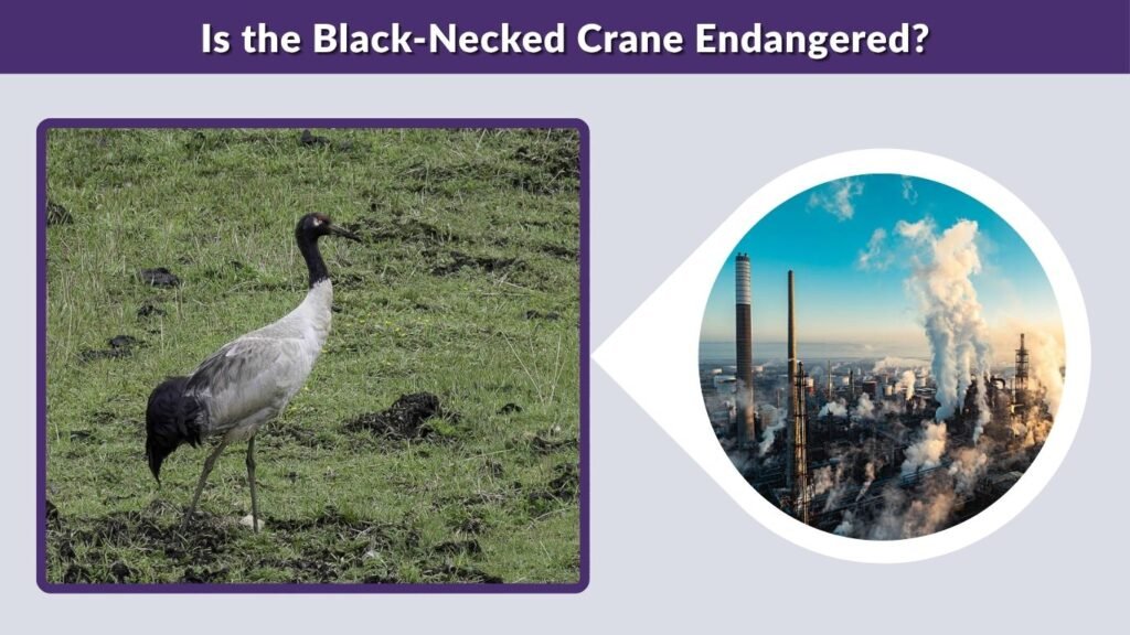 Is the Black-Necked Crane Endangered?