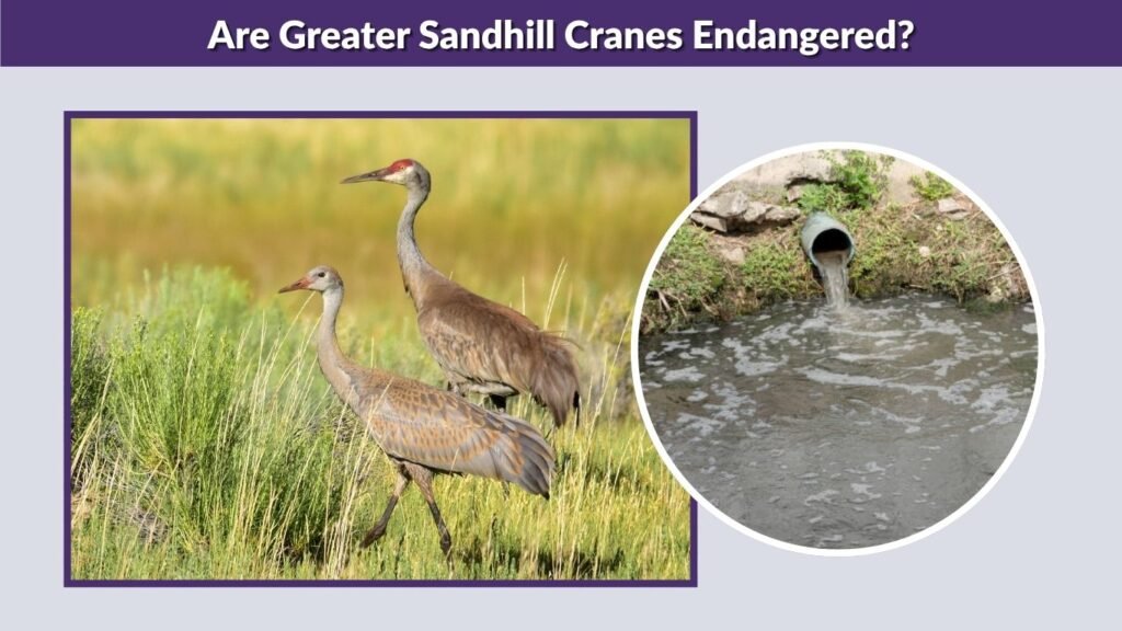 Are Greater Sandhill Cranes Endangered?