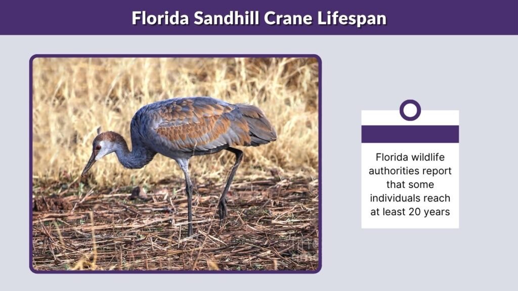 Florida Sandhill Crane Lifespan