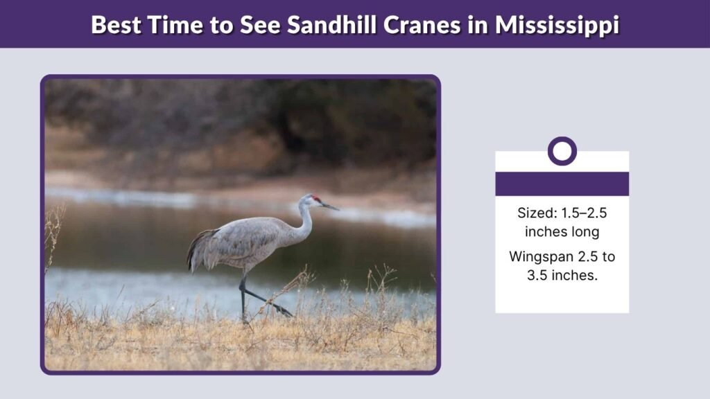 Best Time to See Sandhill Cranes in Mississippi