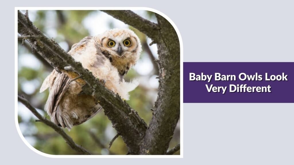 Baby Barn Owls Look Very Different