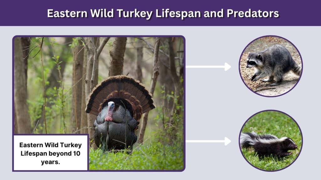 Eastern Wild Turkey Lifespan and Predators