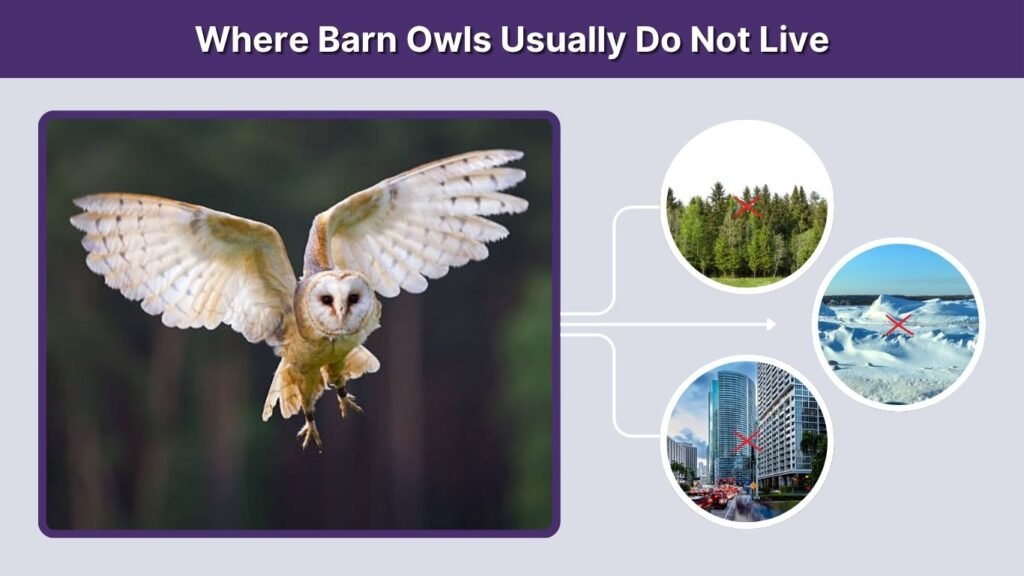 Where Barn Owls Usually Do Not Live