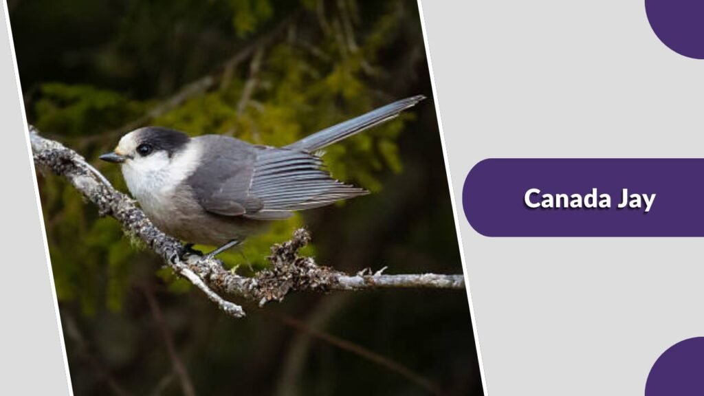 Canada Jay