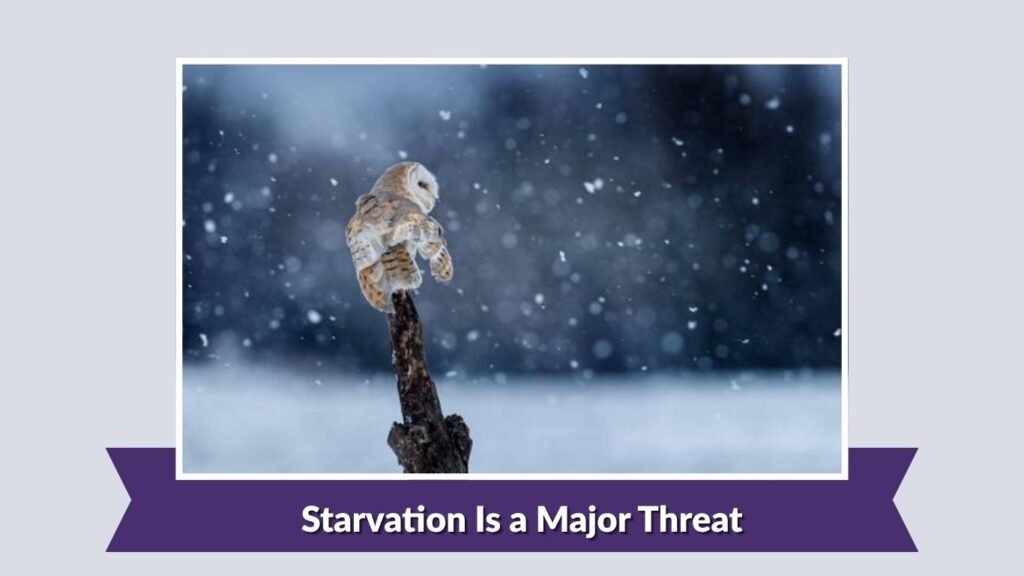 Starvation Is a Major Threat