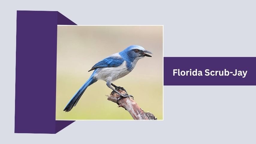 Florida Scrub-Jay