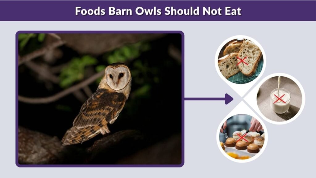 Foods Barn Owls Should Not Eat