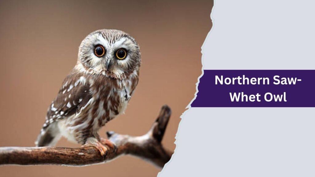  Northern Saw-Whet Owl