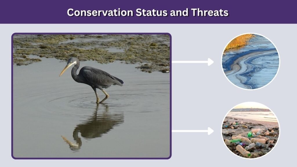 Conservation Status and Threats