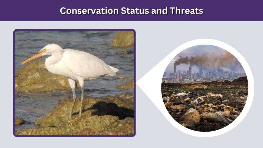 Conservation Status and Threats