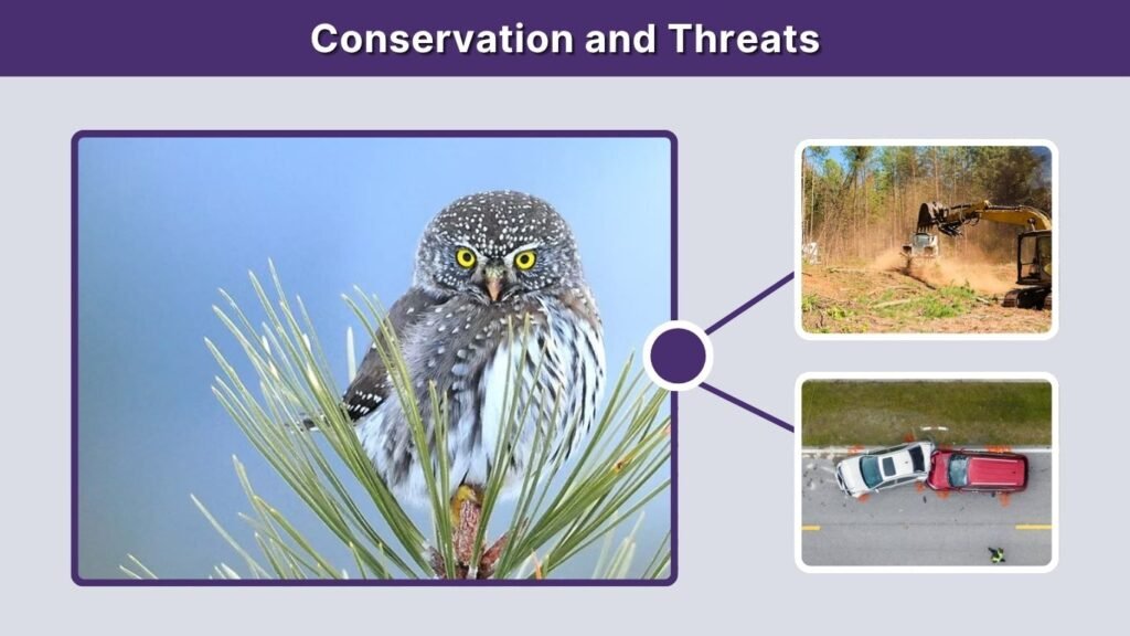Conservation and Threats