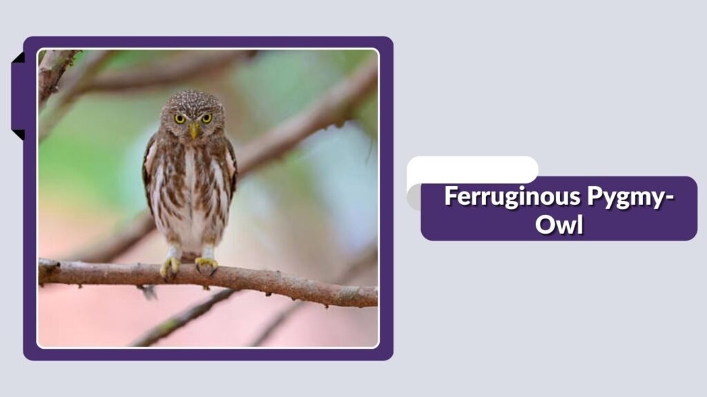 Ferruginous Pygmy-Owl