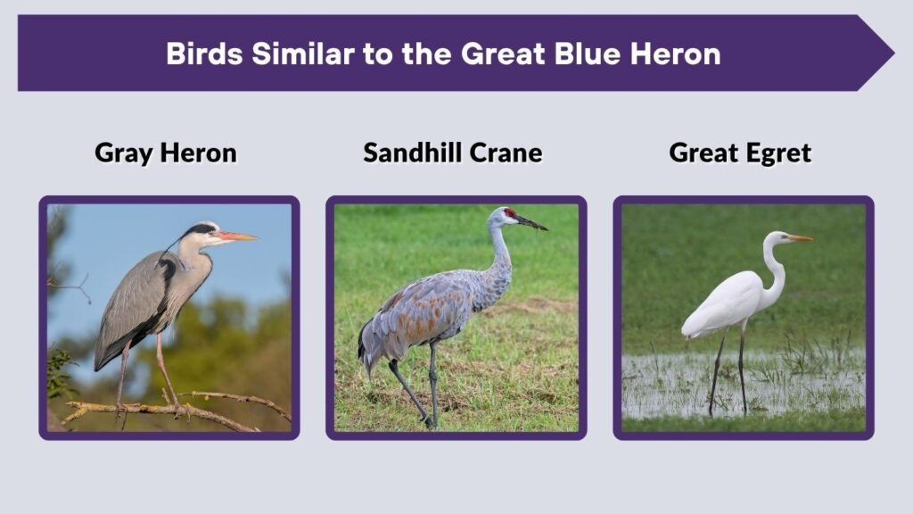 Birds Similar to the Great Blue Heron