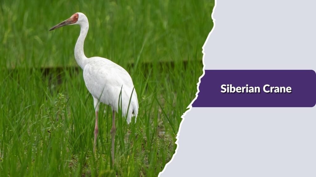 Siberian Crane