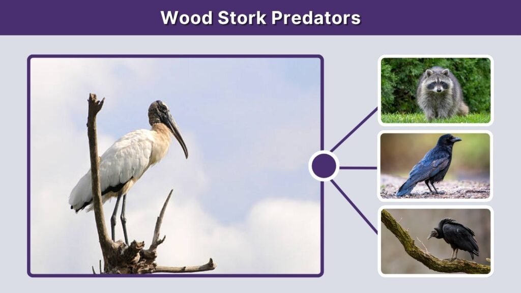 Wood Stork Predators