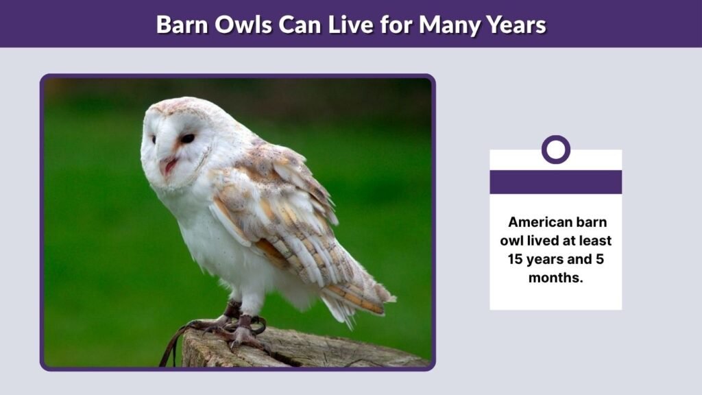Barn Owls Are Important to the Ecosystem